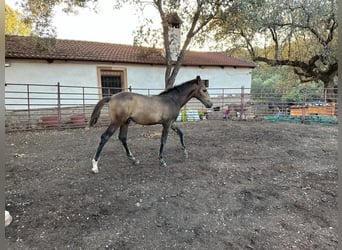 Andaluso, Stallone, Puledri
 (05/2023), 156 cm, Pelle di daino