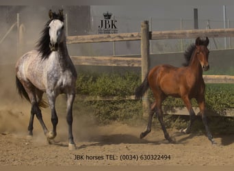 Andaluso, Stallone, Puledri (02/2025), 164 cm, Baio