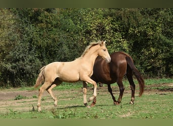Andaluso, Stallone, Puledri (04/2026), 165 cm, Pearl
