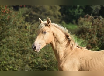 Andaluso, Stallone, Puledri (04/2026), 165 cm, Pearl