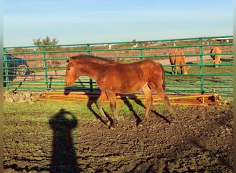Andaluso, Stallone, Puledri (03/2025), 168 cm, Baio