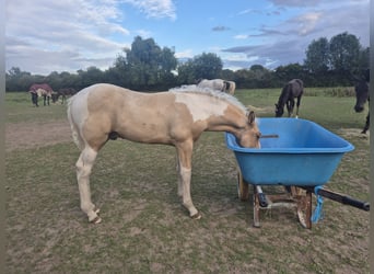 Andaluso Mix, Stallone, Puledri (01/2026), Palomino