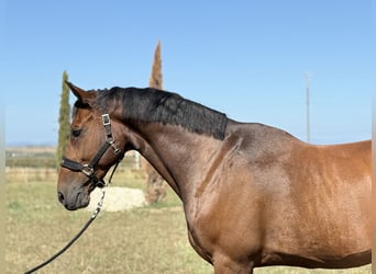 Andere Rassen, Hengst, 10 Jaar, 165 cm, Bruin