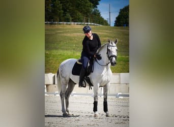 Andere Rassen, Hengst, 12 Jaar, 158 cm, Schimmel