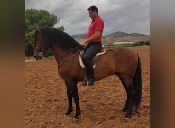 Andere Rassen Mix, Hengst, 13 Jaar, 164 cm, Roodbruin