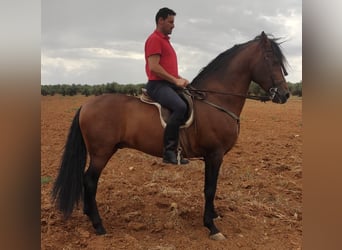 Andere Rassen Mix, Hengst, 13 Jaar, 164 cm, Roodbruin