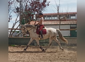 Andere Rassen Mix, Hengst, 13 Jaar, 170 cm, Schimmel