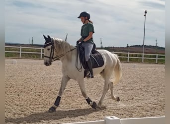 Andere Rassen Mix, Hengst, 13 Jaar, 170 cm, Schimmel