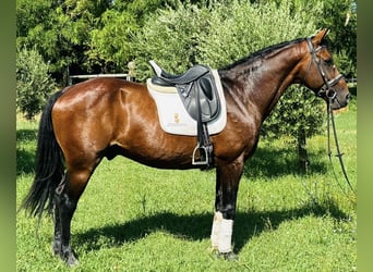 Andere Rassen, Hengst, 15 Jaar, 164 cm, Roodbruin