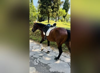 Andere Rassen, Hengst, 15 Jaar, 164 cm, Roodbruin