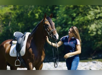 Andere Rassen, Hengst, 15 Jaar, 164 cm, Roodbruin