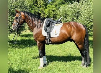 Andere Rassen, Hengst, 15 Jaar, 164 cm, Roodbruin