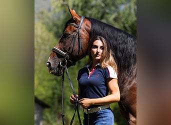 Andere Rassen, Hengst, 15 Jaar, 164 cm, Roodbruin