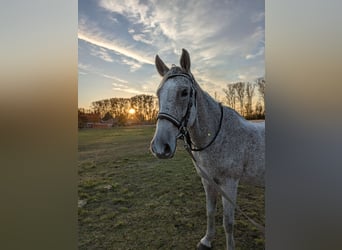 Andere Rassen, Hengst, 17 Jaar, 155 cm, Vliegenschimmel