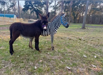 Andere Rassen, Hengst, 1 Jaar, 102 cm