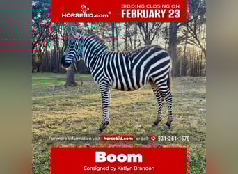 Andere Rassen, Hengst, 1 Jaar, 102 cm