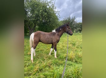 Andere Rassen, Hengst, 1 Jaar, 140 cm, Bruin