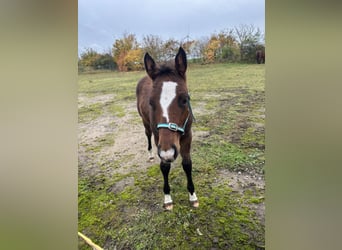 Andere Rassen Mix, Hengst, 1 Jaar, 145 cm, Bruin