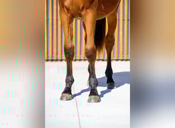 Andere Rassen, Hengst, 1 Jaar, 153 cm, Bruin