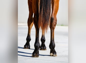 Andere Rassen, Hengst, 1 Jaar, 153 cm, Bruin