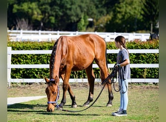 Andere Rassen, Hengst, 1 Jaar, 153 cm, Bruin