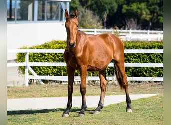 Andere Rassen, Hengst, 1 Jaar, 153 cm, Bruin