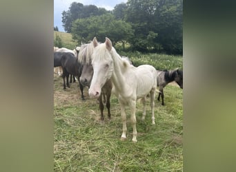 Andere Rassen Mix, Hengst, 1 Jaar, 155 cm, Cremello