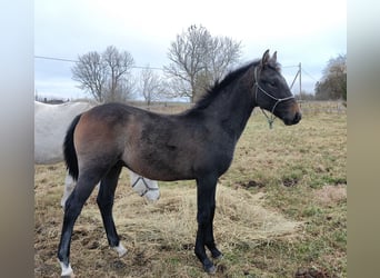 Andere Rassen, Hengst, 1 Jaar, 160 cm