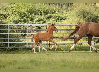 Andere Rassen, Hengst, 1 Jaar, 173 cm, Donkere-vos