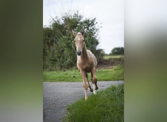 Andere Rassen Mix, Hengst, 1 Jaar, 175 cm, Palomino