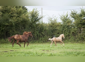 Andere Rassen Mix, Hengst, 1 Jaar, 175 cm, Palomino