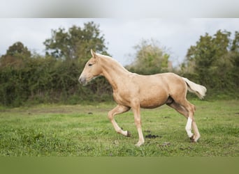 Andere Rassen Mix, Hengst, 1 Jaar, 175 cm, Palomino