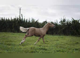 Andere Rassen Mix, Hengst, 1 Jaar, 175 cm, Palomino