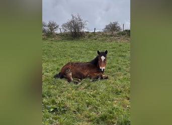 Andere Rassen, Hengst, 1 Jaar, Bruin