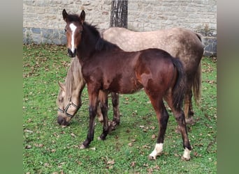 Andere Rassen, Hengst, 1 Jaar, Bruin