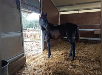 Andere Rassen Mix, Hengst, 1 Jaar, Donkerbruin