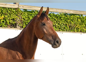 Andere Rassen, Hengst, 2 Jaar, 155 cm, Bruin