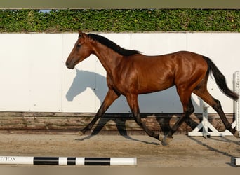 Andere Rassen, Hengst, 2 Jaar, 155 cm, Bruin