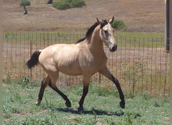 Andere Rassen, Hengst, 2 Jaar, 157 cm, Buckskin