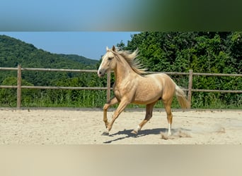 Andere Rassen, Hengst, 2 Jaar, 160 cm, Palomino
