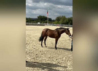 Andere Rassen, Hengst, 2 Jaar, 166 cm, Bruin