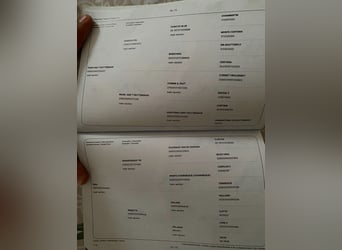 Andere Rassen, Hengst, 2 Jaar, 174 cm, Lichtbruin