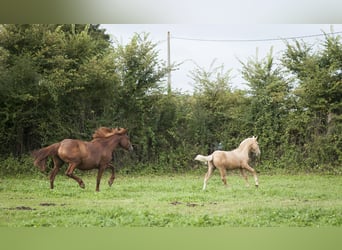 Andere Rassen Mix, Hengst, 2 Jaar, 175 cm, Palomino