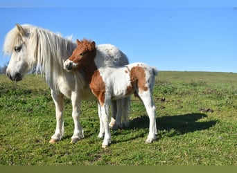 Andere Rassen, Hengst, 2 Jaar, 80 cm, Vos