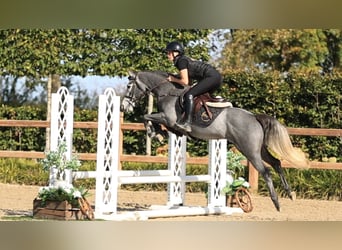Andere Rassen, Hengst, 3 Jaar, 144 cm