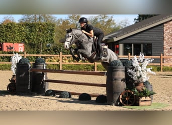 Andere Rassen, Hengst, 3 Jaar, 144 cm