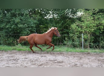 Andere Rassen Mix, Hengst, 3 Jaar, 146 cm, Vos