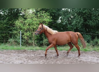 Andere Rassen Mix, Hengst, 3 Jaar, 146 cm, Vos