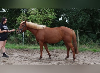 Andere Rassen Mix, Hengst, 3 Jaar, 146 cm, Vos