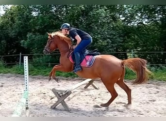 Andere Rassen Mix, Hengst, 3 Jaar, 146 cm, Vos